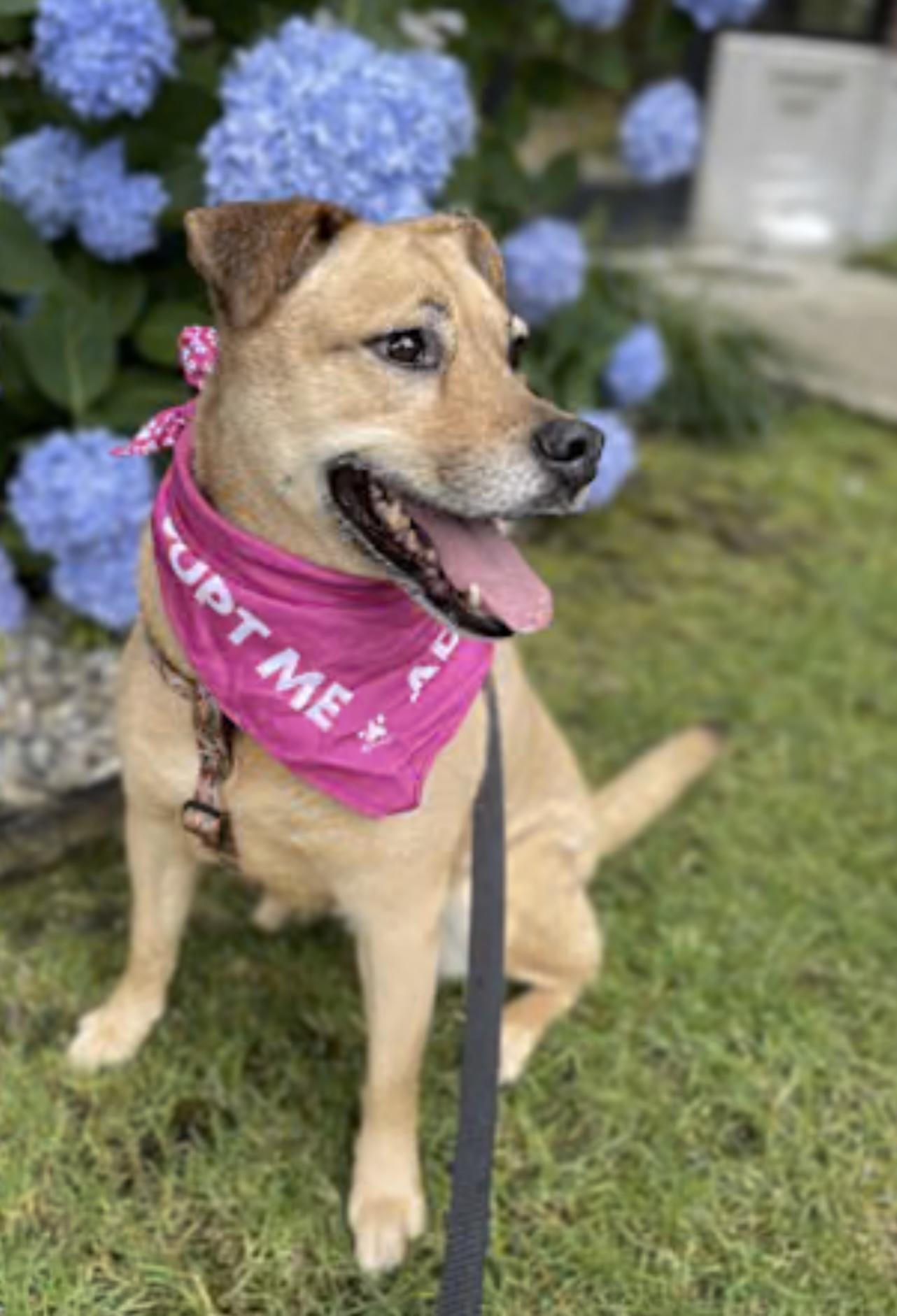 Enlarge SWEET SANDY, a Adoptable mixed breed in Bellingham, WA image 4/5