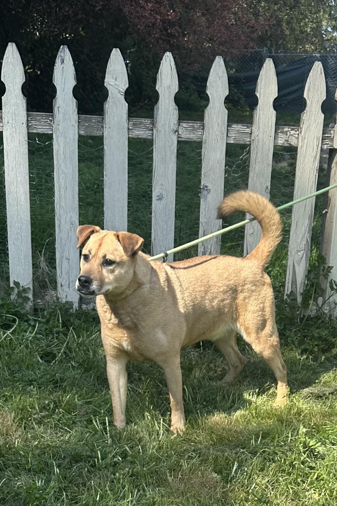 Enlarge SWEET SANDY, a Adoptable mixed breed in Bellingham, WA image 5/5