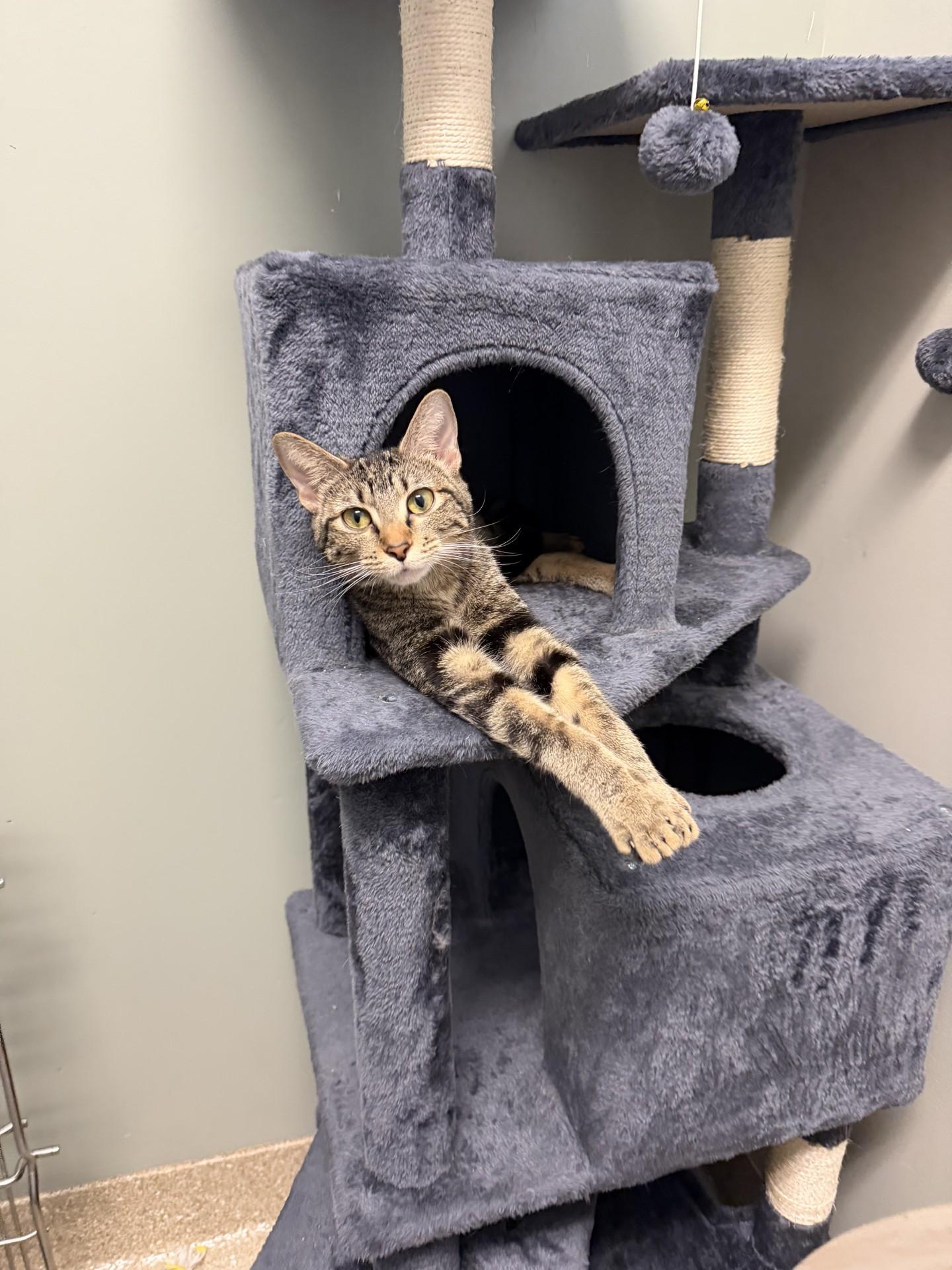 Matilda, a ADOPTABLE Domestic Short Hair in Yorkville, IL image 1/2