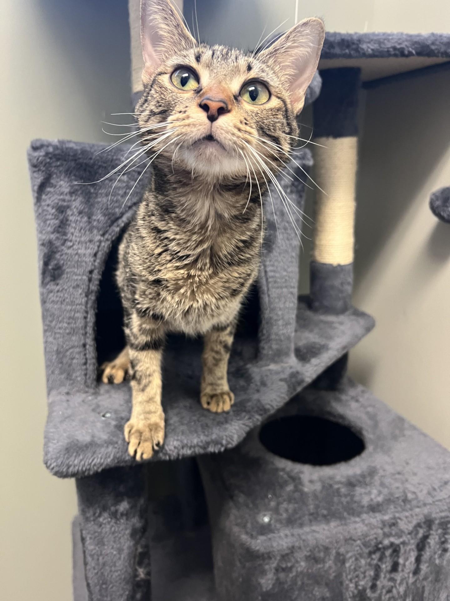 Matilda, a ADOPTABLE Domestic Short Hair in Yorkville, IL image 2/2