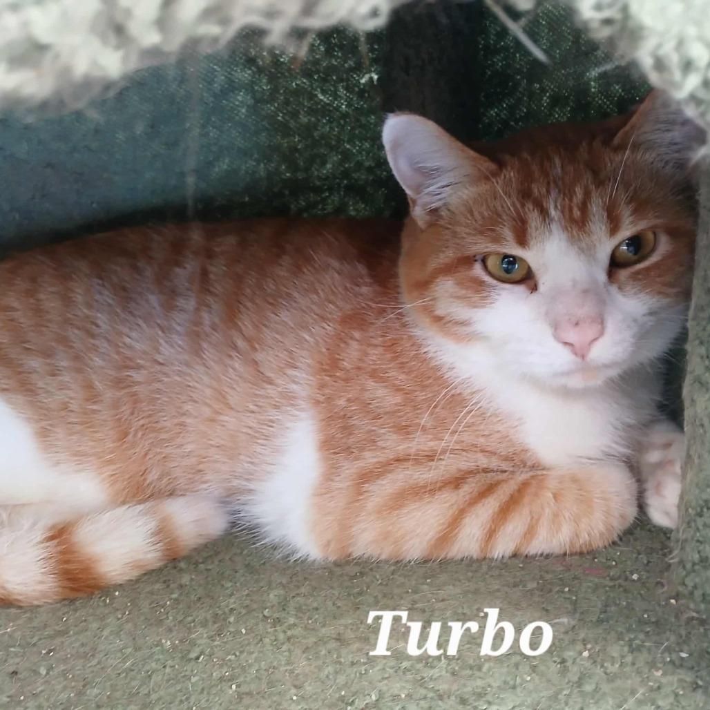 Enlarge Turbo, a Adoptable Domestic Short Hair in Richmond, IN image 1/1