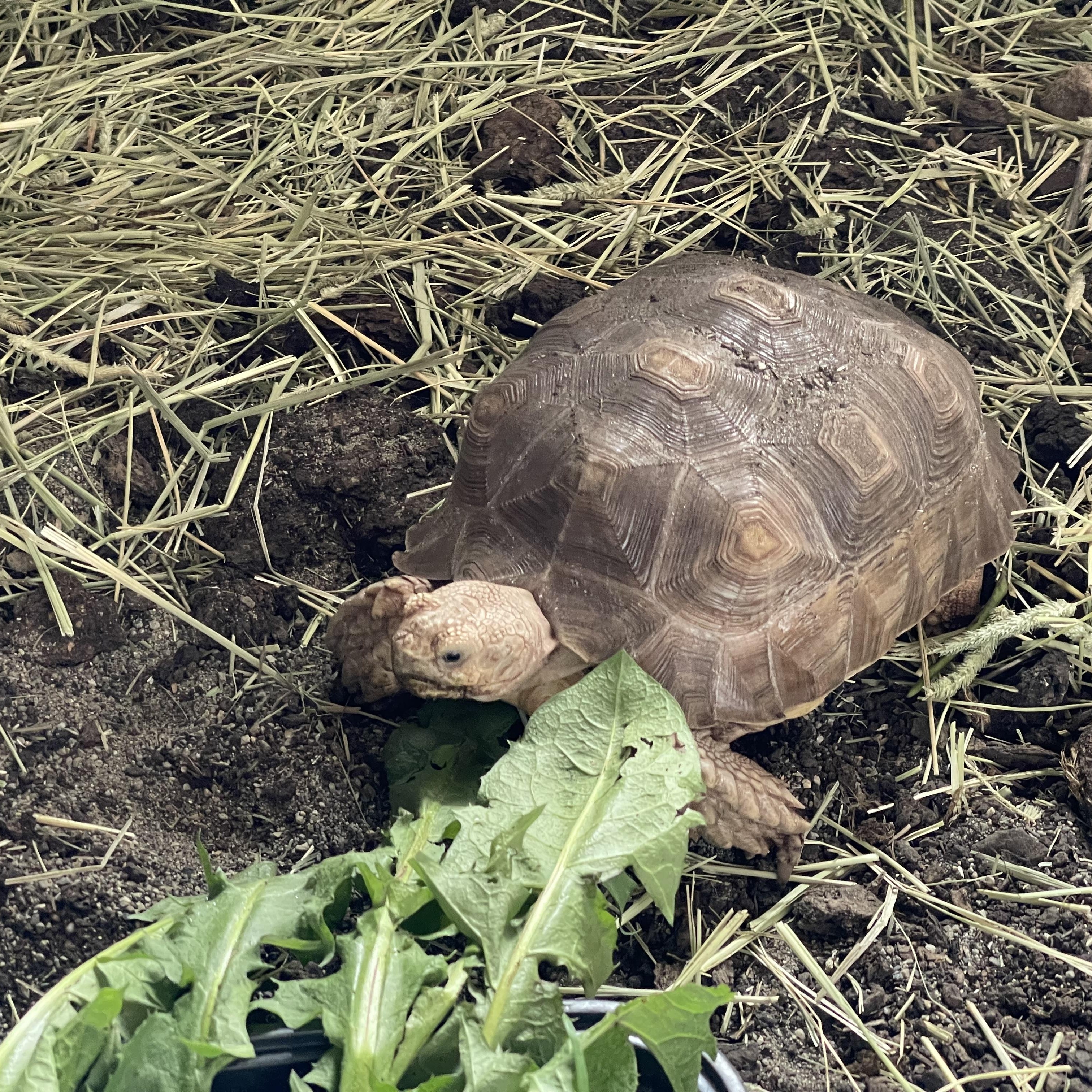 Smalls, a Adoptable Sulcata in Oakville, WA image 1/3