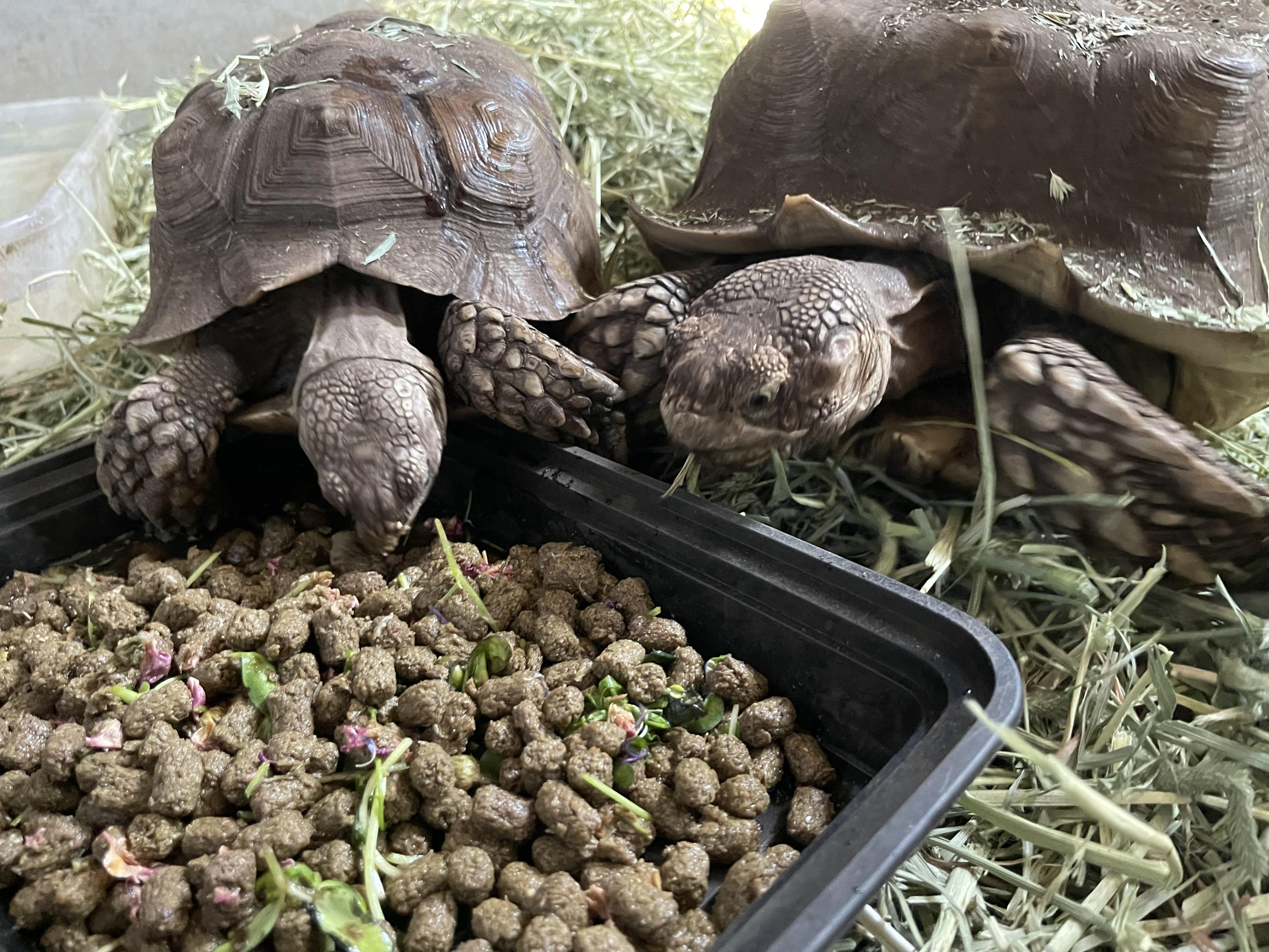 Smalls, a Adoptable Sulcata in Oakville, WA image 2/3