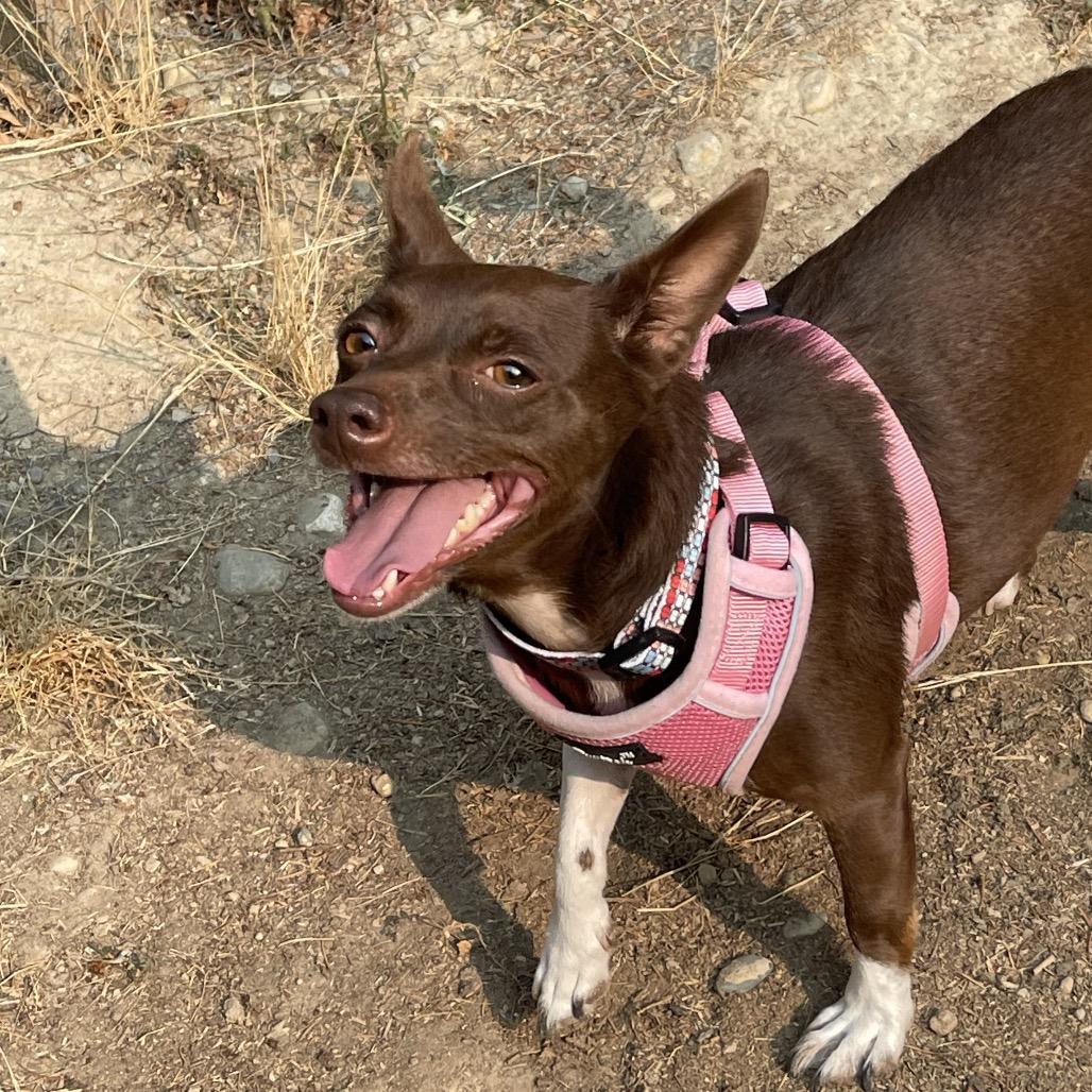STELLA