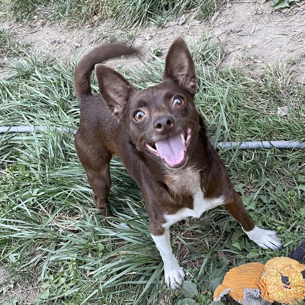 STELLA