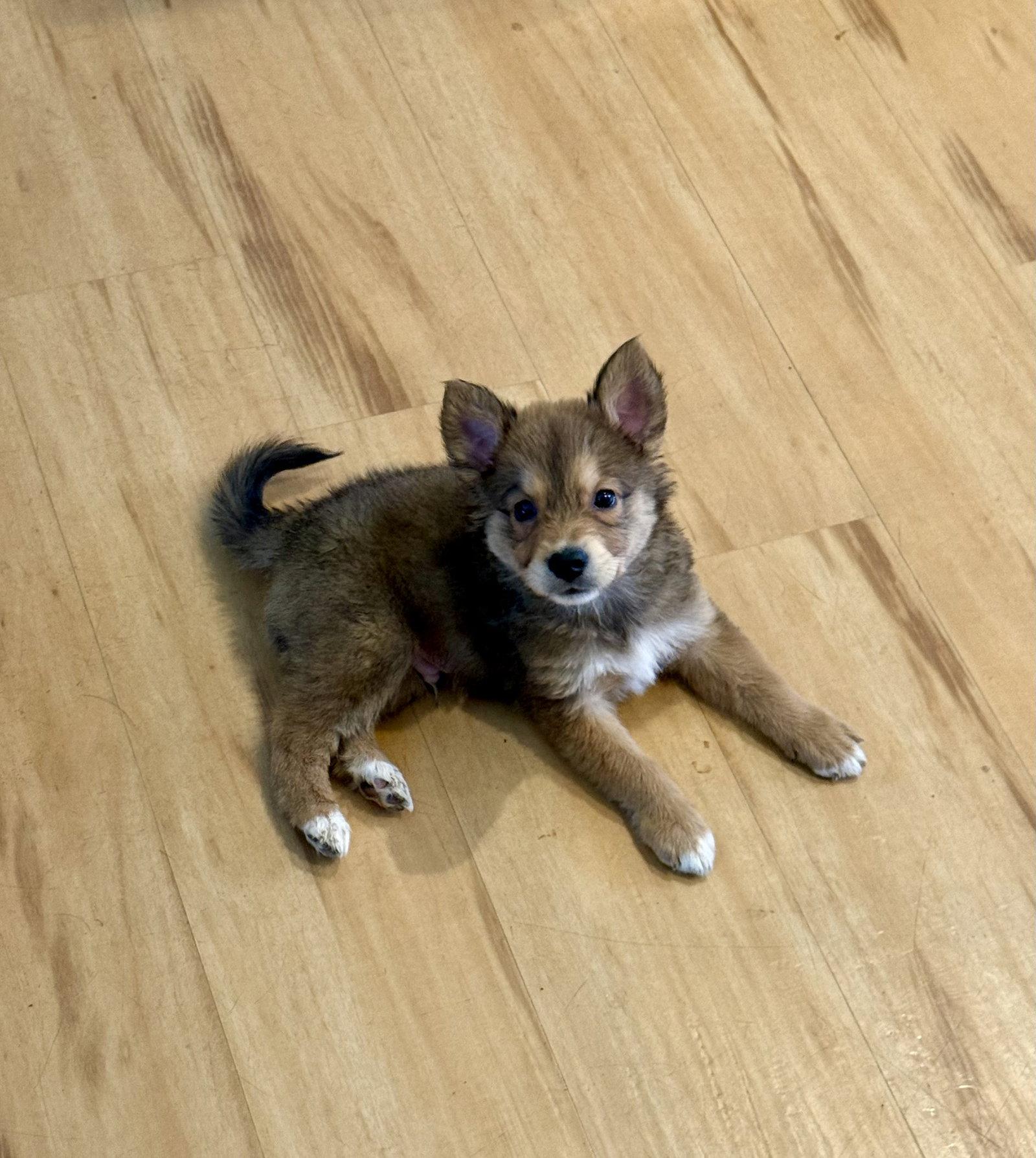 Gherkin, a Adoptable mixed breed in Duluth, MN image 1/3