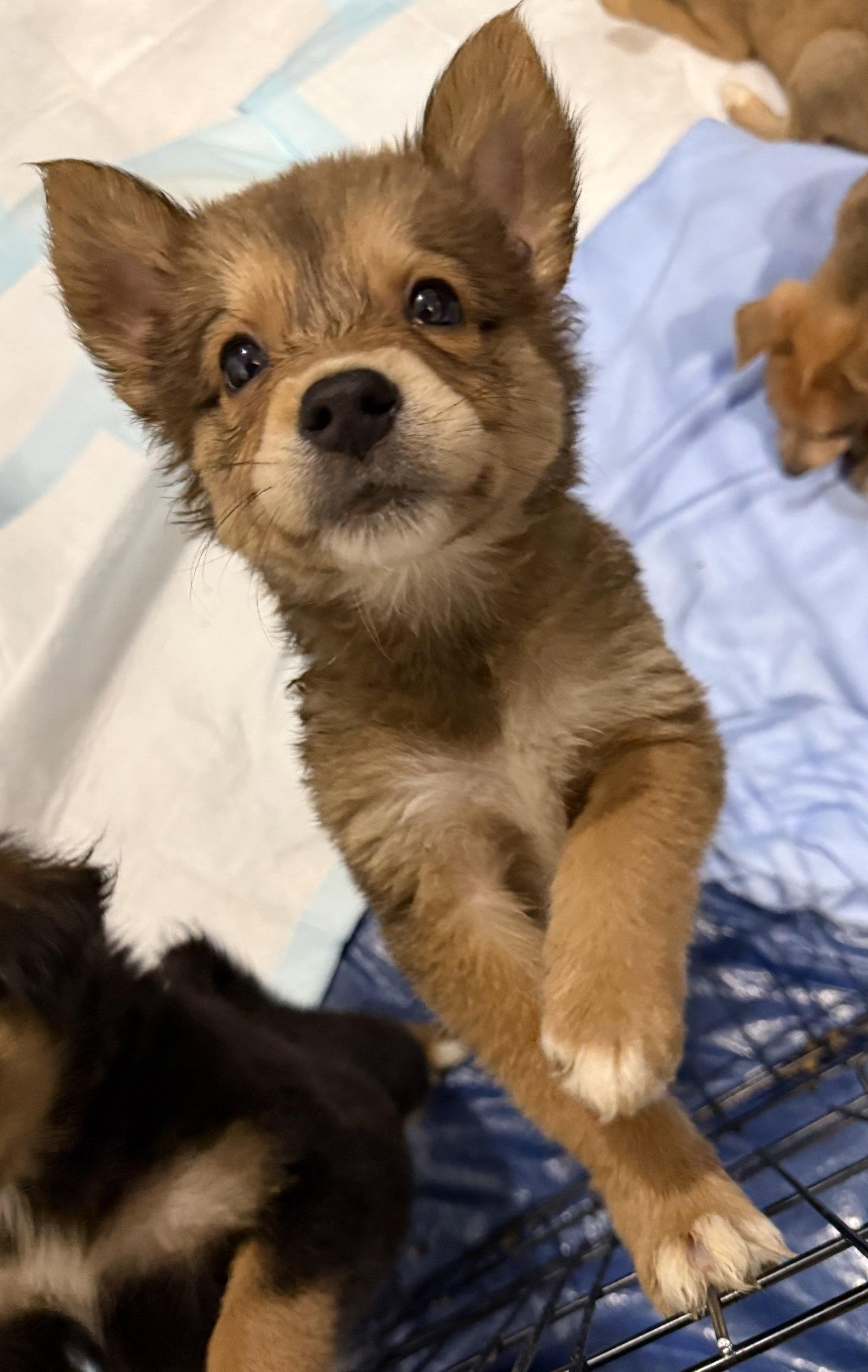 Gherkin, a Adoptable mixed breed in Duluth, MN image 2/3