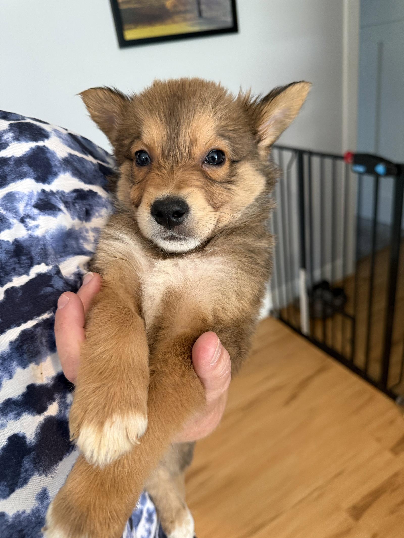 Gherkin, a Adoptable mixed breed in Duluth, MN image 3/3
