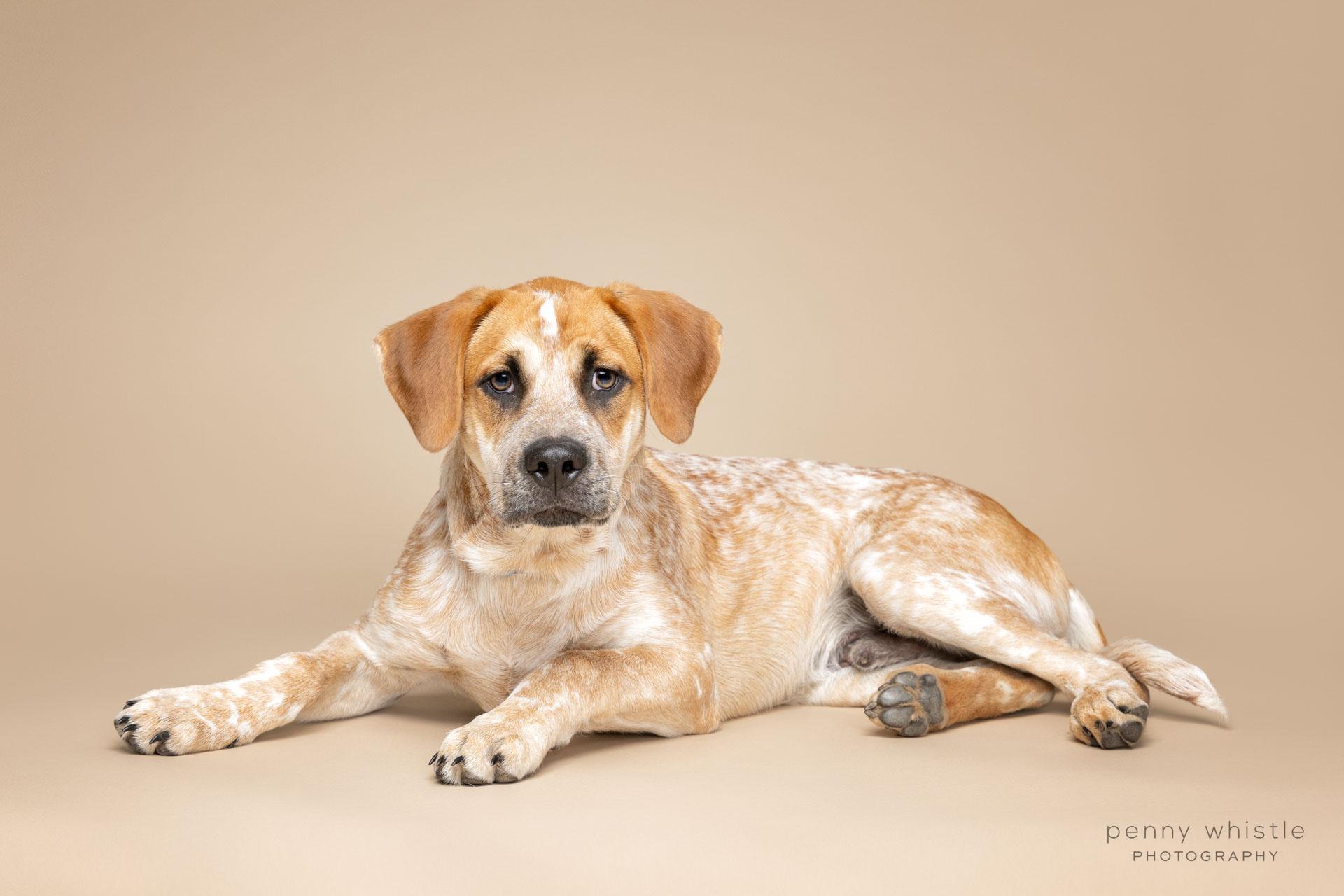 Enlarge Carti, a Adoptable mixed breed in Coppell, TX image 3/4