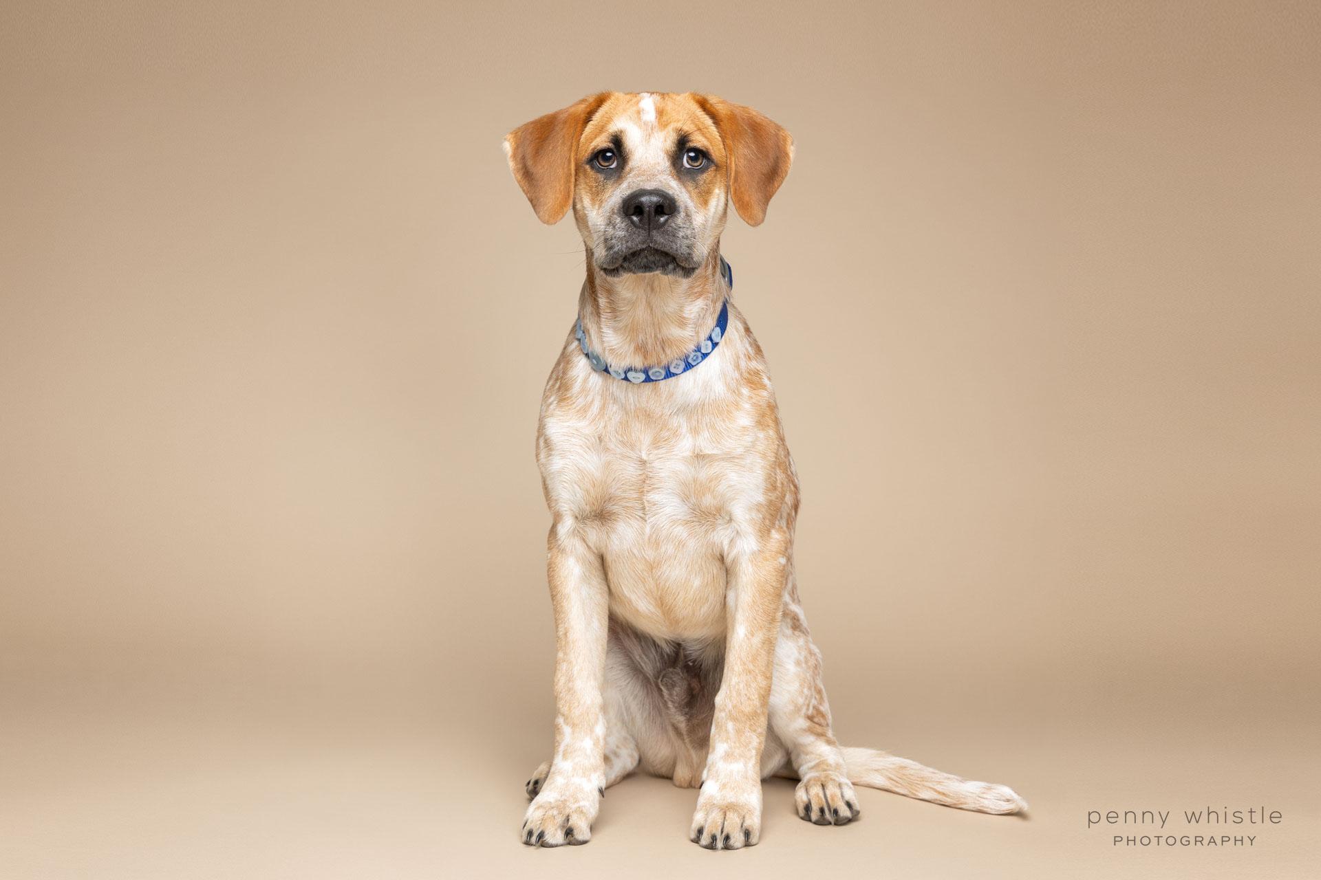 Carti, Adoptable, Young Male Australian Cattle Dog / Blue Heeler & Mixed Breed.