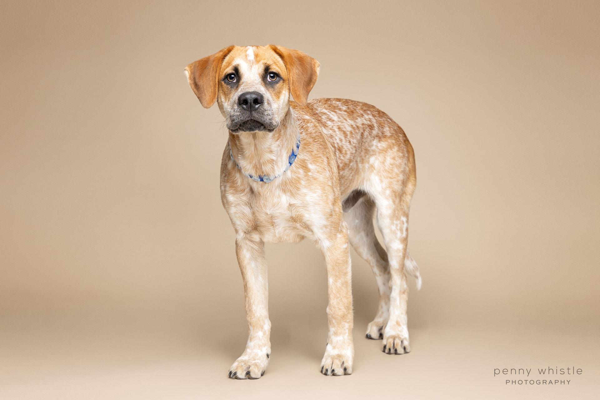 Enlarge Carti, a Adoptable mixed breed in Coppell, TX image 4/4
