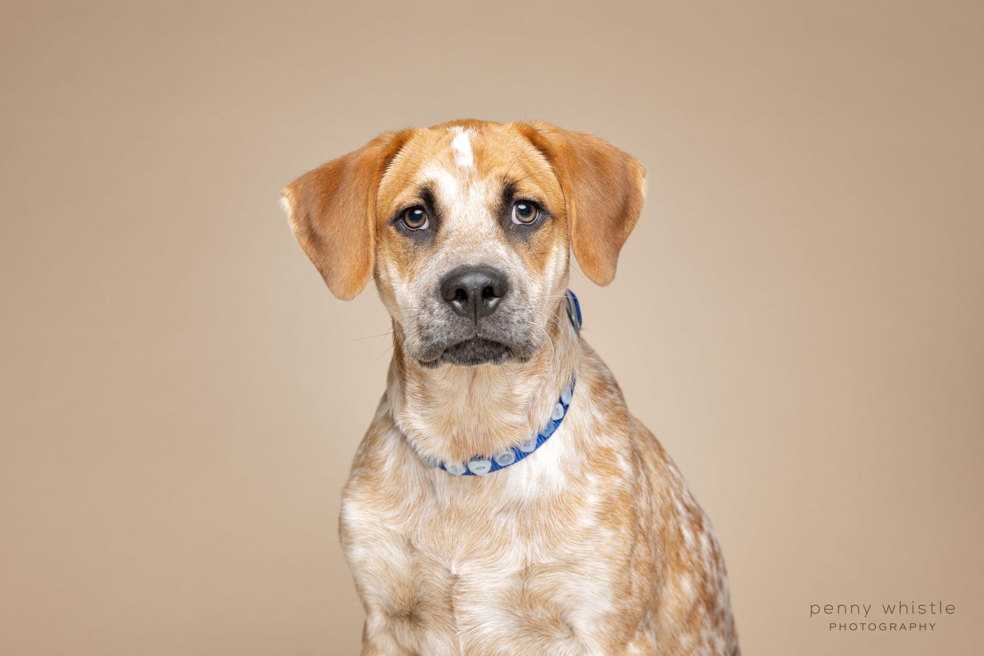 Enlarge Carti, a Adoptable mixed breed in Coppell, TX image 2/4