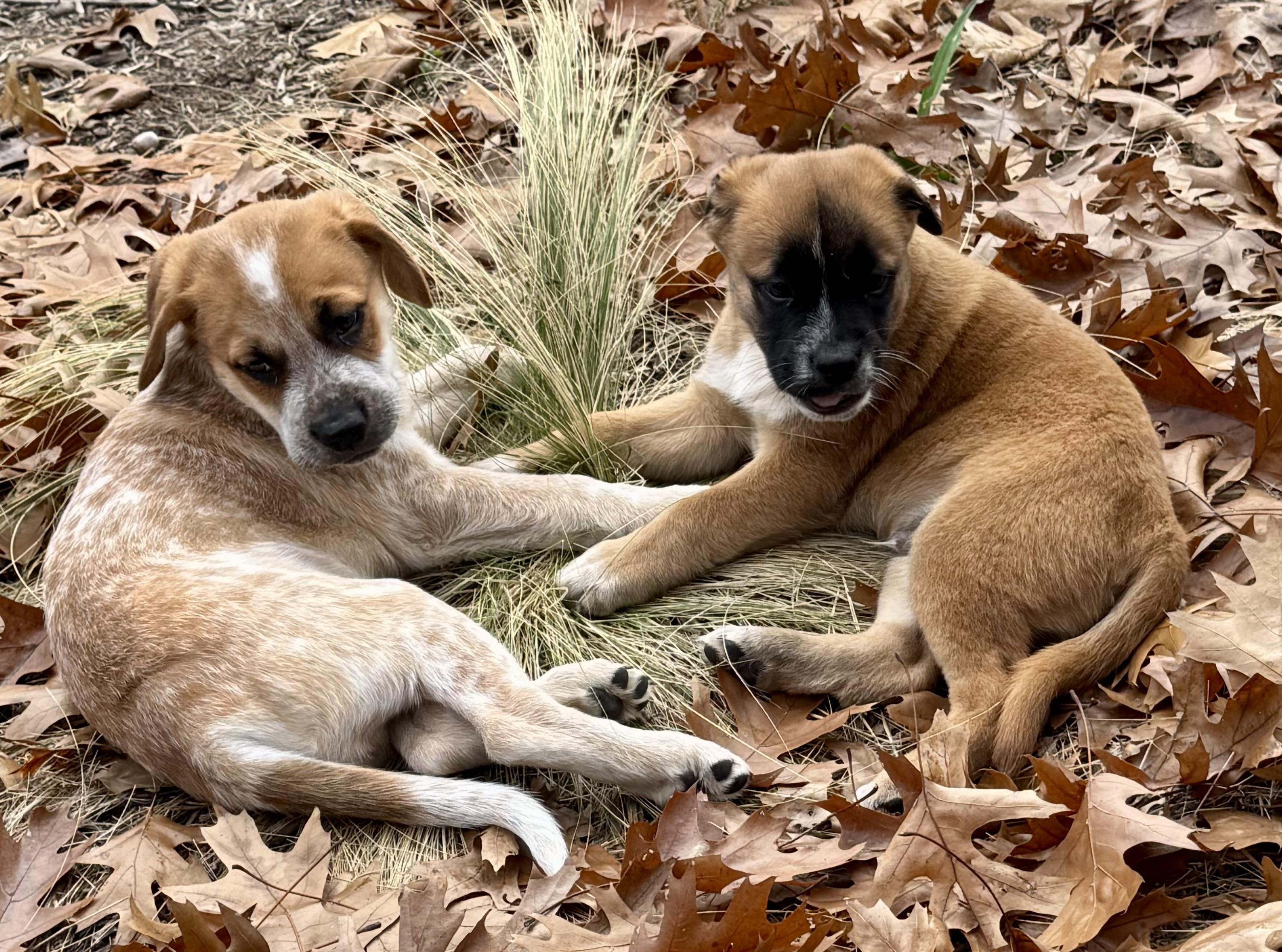 Enlarge Cardi, a Adoptable mixed breed in Coppell, TX image 4/5
