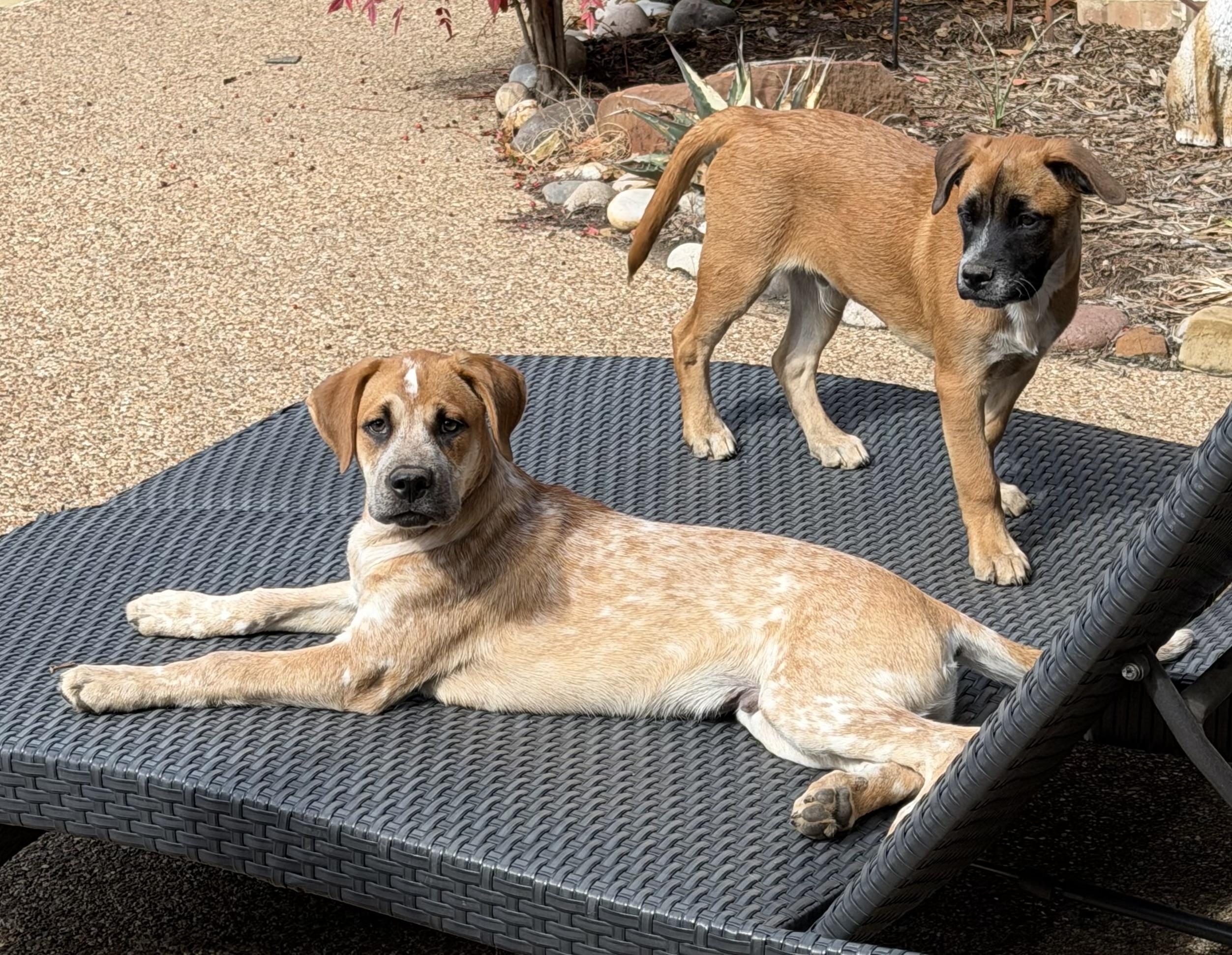 Carti, Adoptable, Young Female Australian Cattle Dog / Blue Heeler & Mixed Breed.