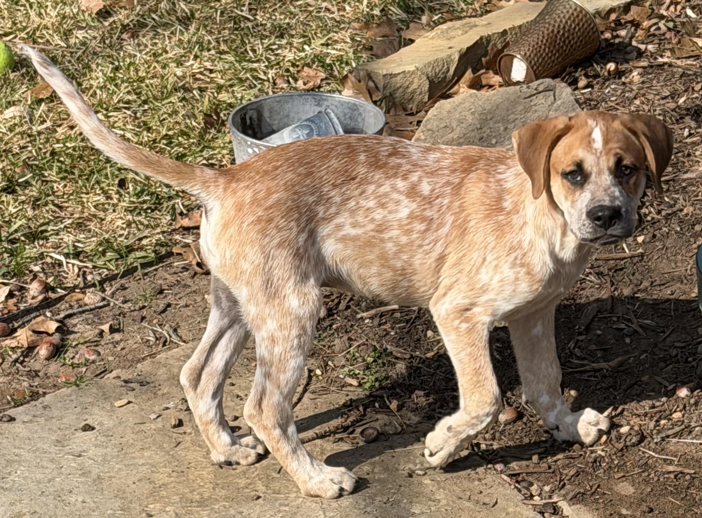 Cardi, Adoptable, Puppy Female English Coonhound & Mixed Breed.
