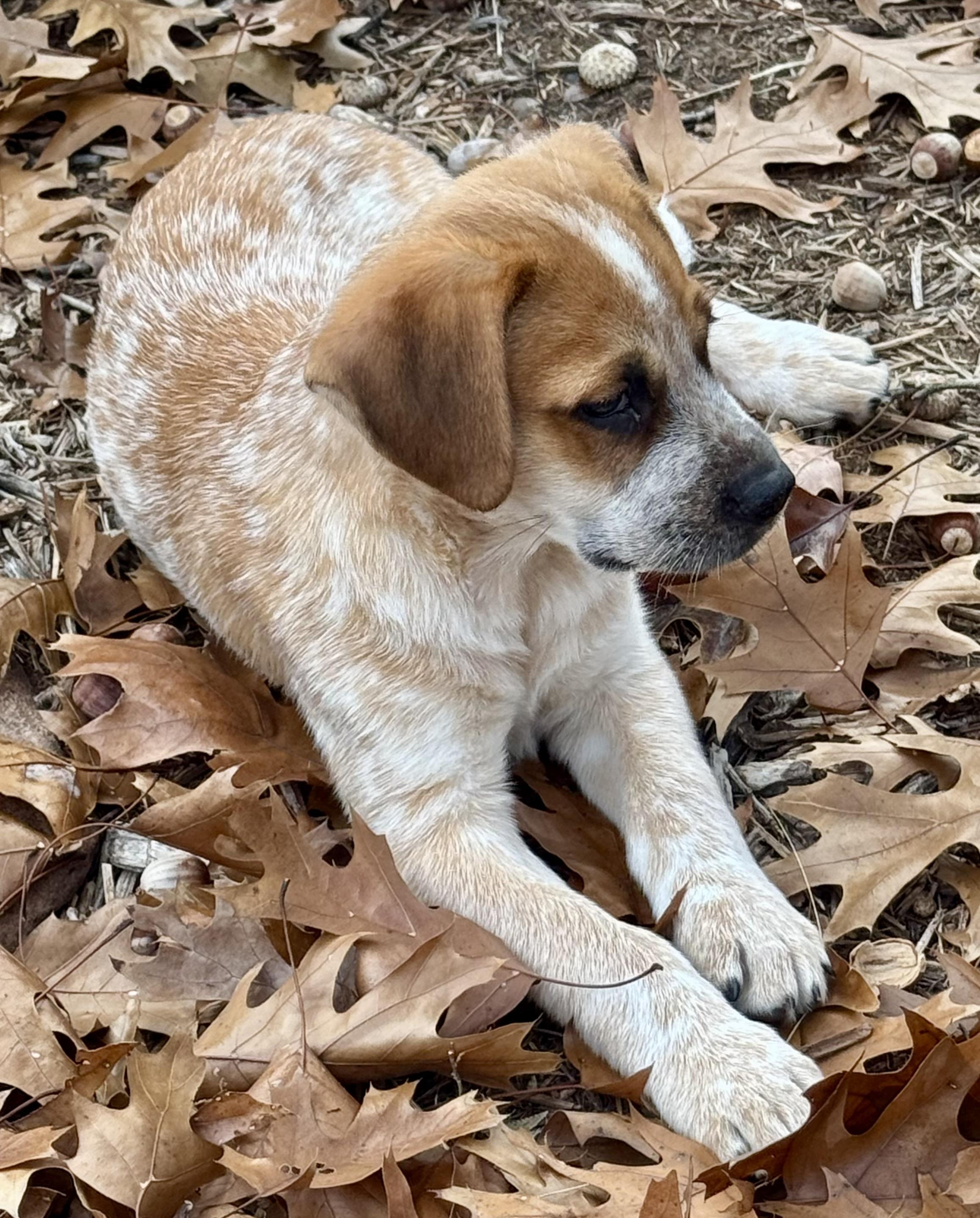 Enlarge Cardi, a Adoptable mixed breed in Coppell, TX image 2/5