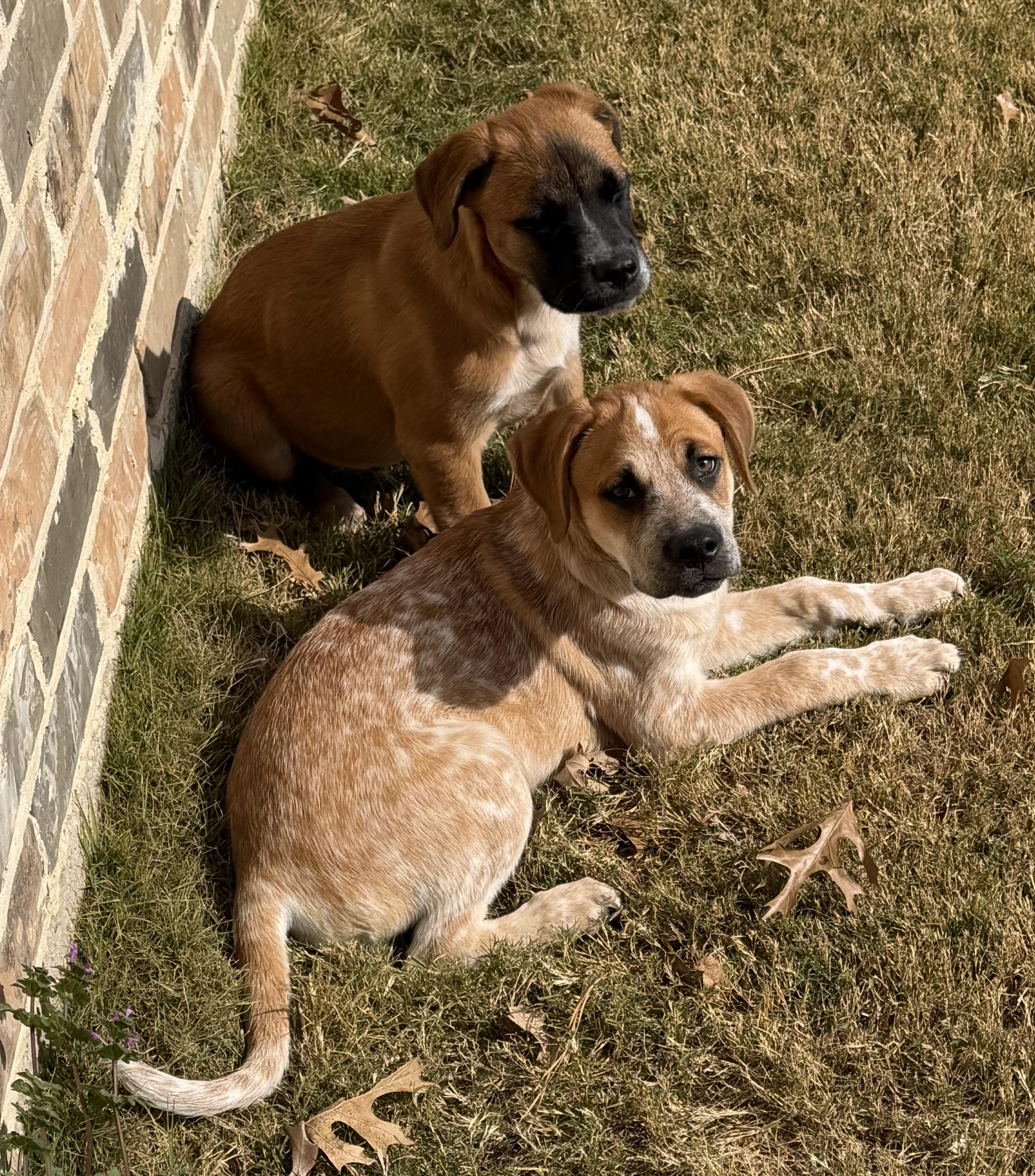 Enlarge Cardi, a Adoptable mixed breed in Coppell, TX image 5/5