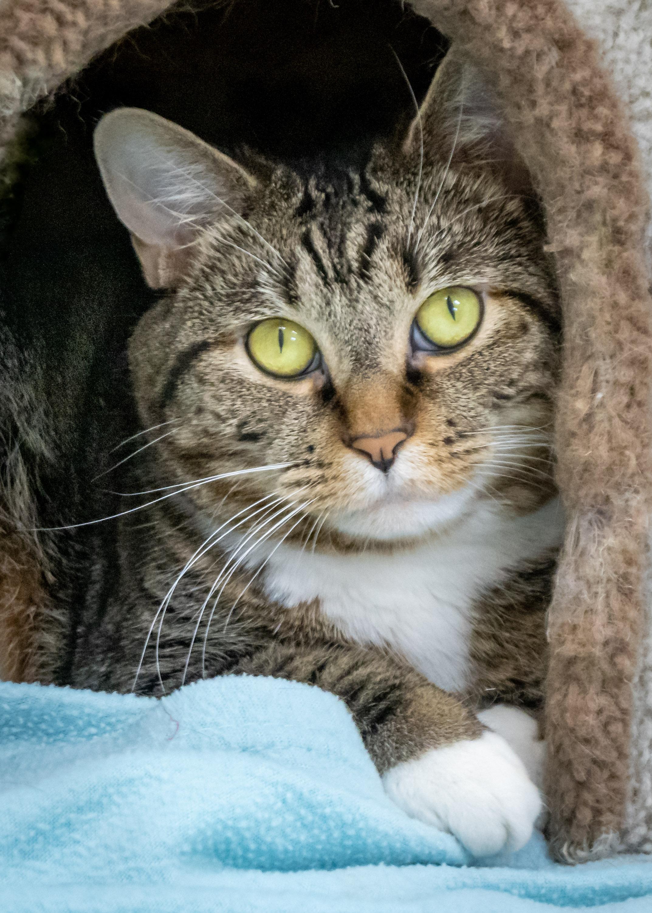AVA, an adopted Tabby in Tulsa, OK_image-1