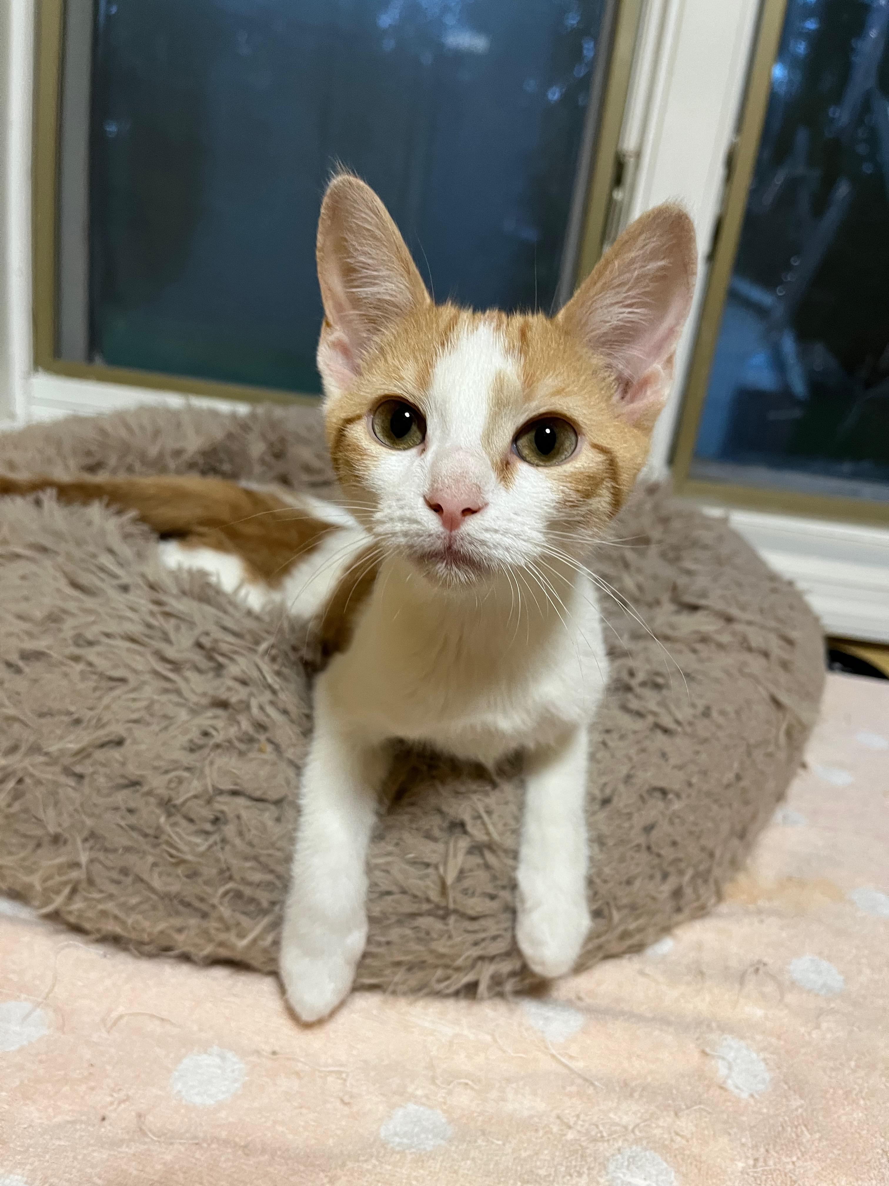 Enlarge Wemby, a Adoptable Domestic Short Hair in Richmond, KY image 3/6