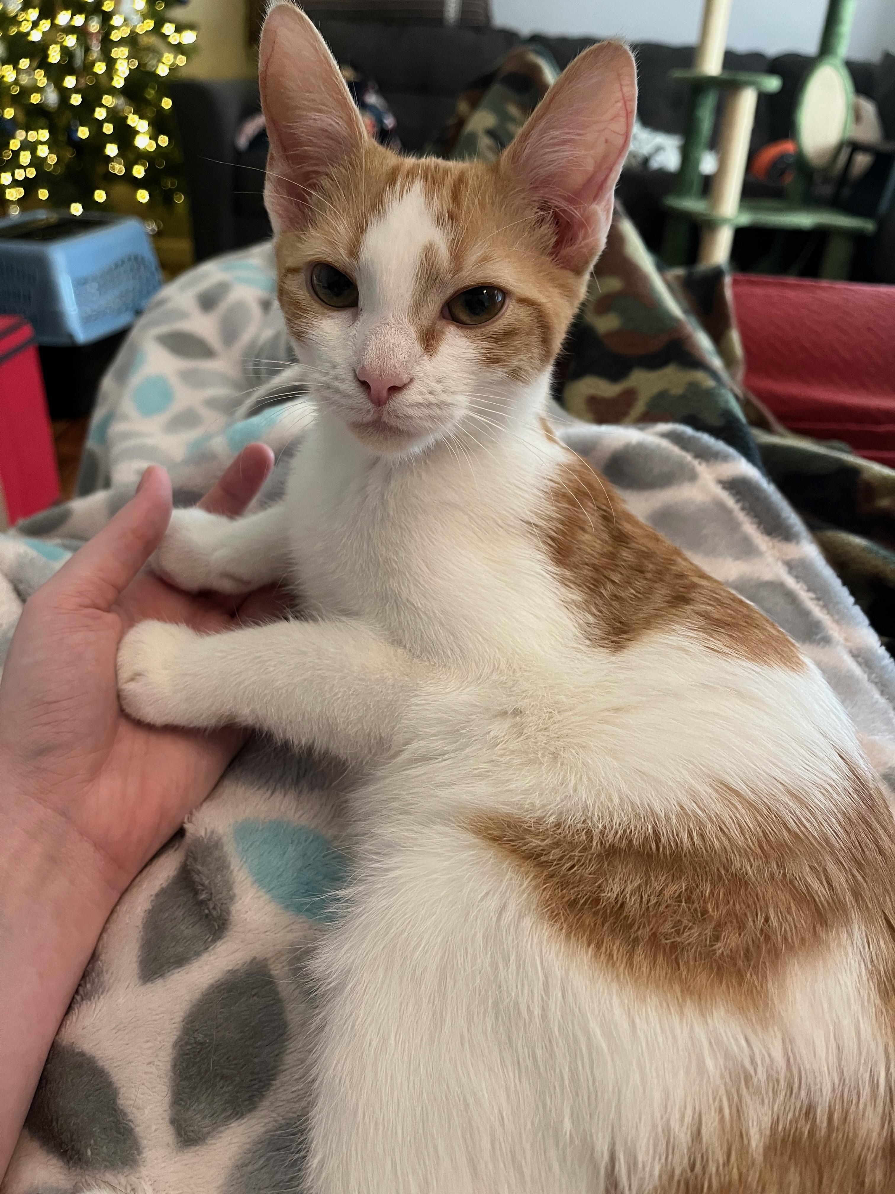 Enlarge Wemby, a Adoptable Domestic Short Hair in Richmond, KY image 1/6