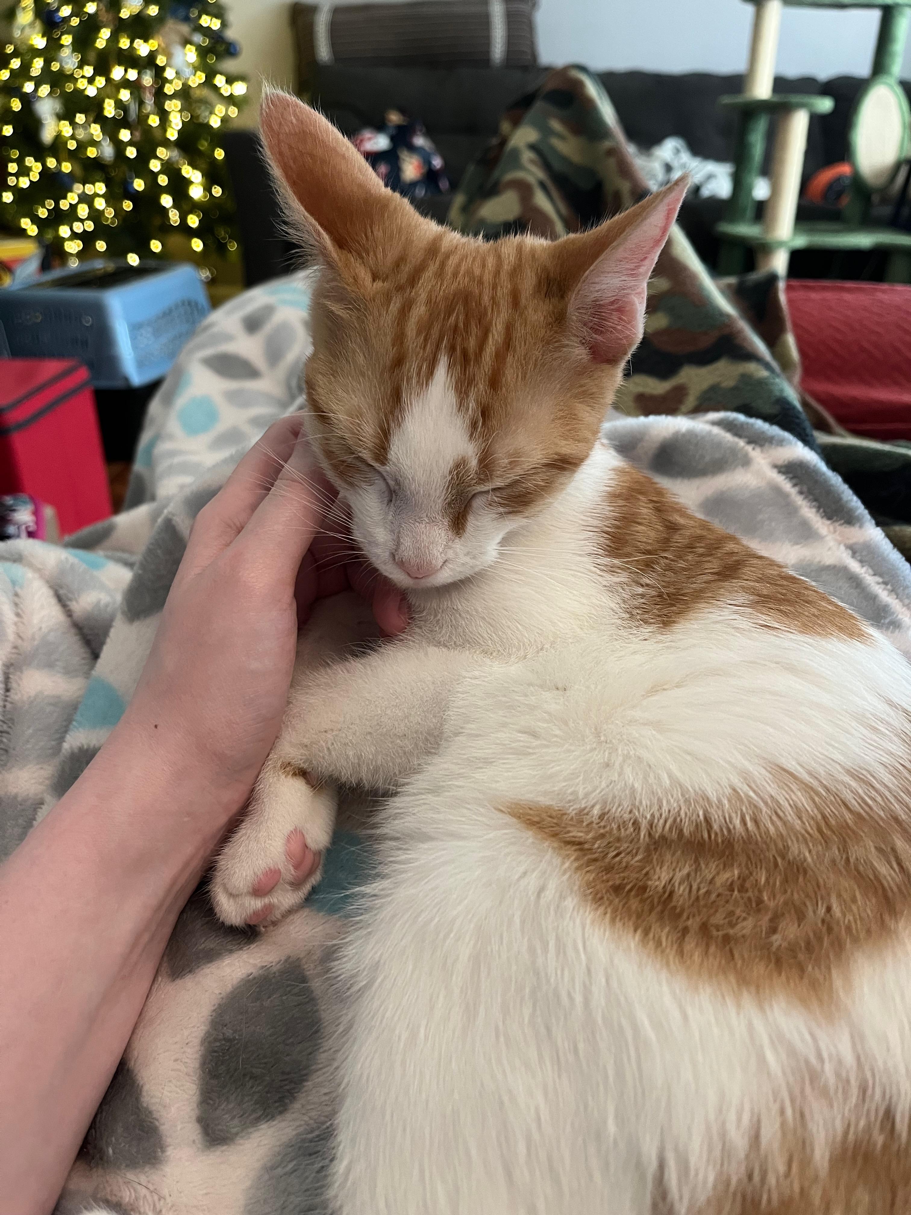 Enlarge Wemby, a Adoptable Domestic Short Hair in Richmond, KY image 4/6