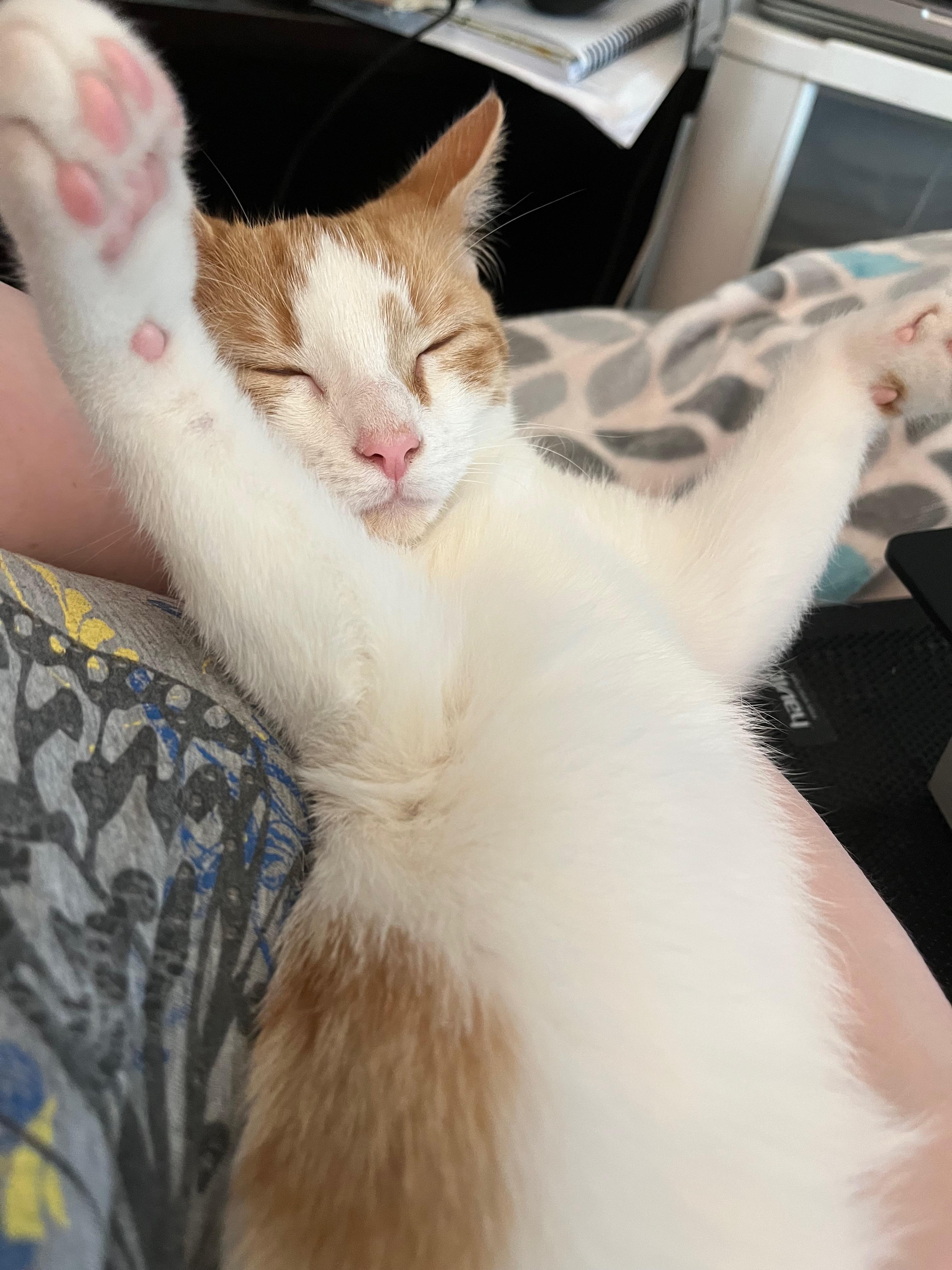 Enlarge Wemby, a Adoptable Domestic Short Hair in Richmond, KY image 5/6