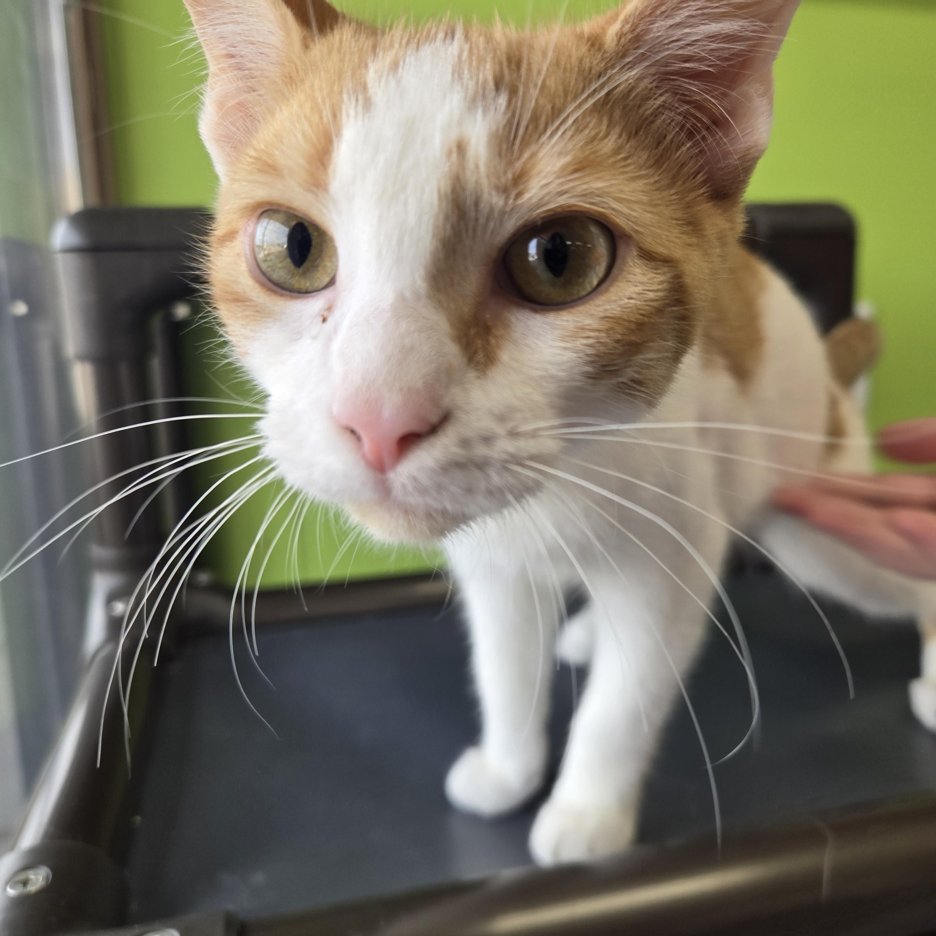 Enlarge Wemby, a Adoptable Domestic Short Hair in Richmond, KY image 6/6