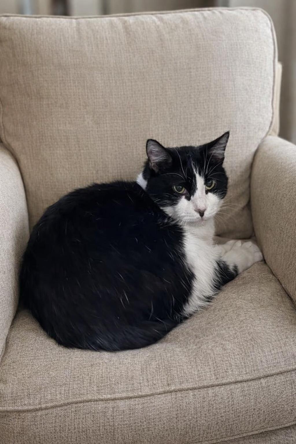 Enlarge Meowser Napa, a Adoptable Tuxedo in Napa, CA image 1/2