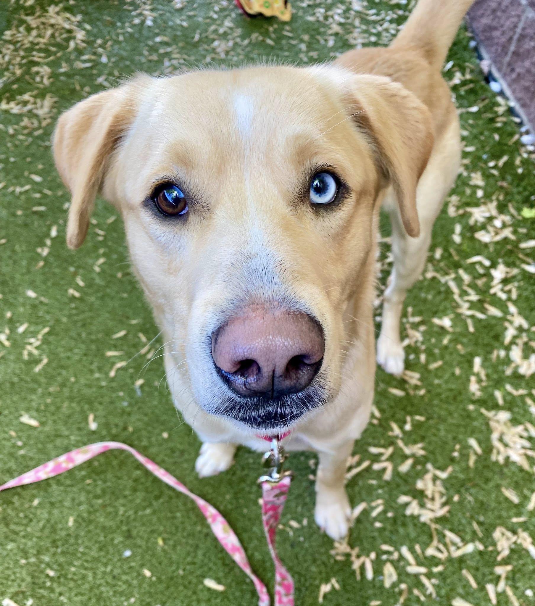 Nico, ADOPTABLE, Young Male Labrador Retriever.