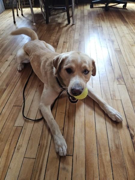 Nico, a ADOPTABLE mixed breed in Minneapolis, MN image 2/3