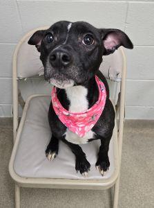 Enlarge Gypsy, a ADOPTABLE Pit Bull Terrier in Bucyrus, OH image 4/5