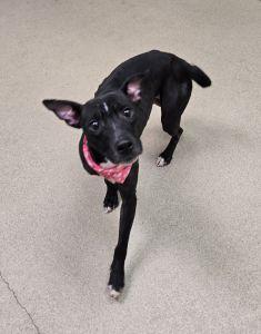 Enlarge Gypsy, a ADOPTABLE Pit Bull Terrier in Bucyrus, OH image 2/5