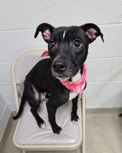 Enlarge Gypsy, a ADOPTABLE Pit Bull Terrier in Bucyrus, OH image 3/5