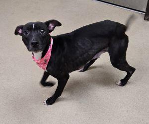 Enlarge Gypsy, a ADOPTABLE Pit Bull Terrier in Bucyrus, OH image 5/5