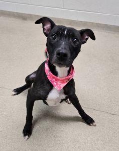 Enlarge Gypsy, a ADOPTABLE Pit Bull Terrier in Bucyrus, OH image 1/5