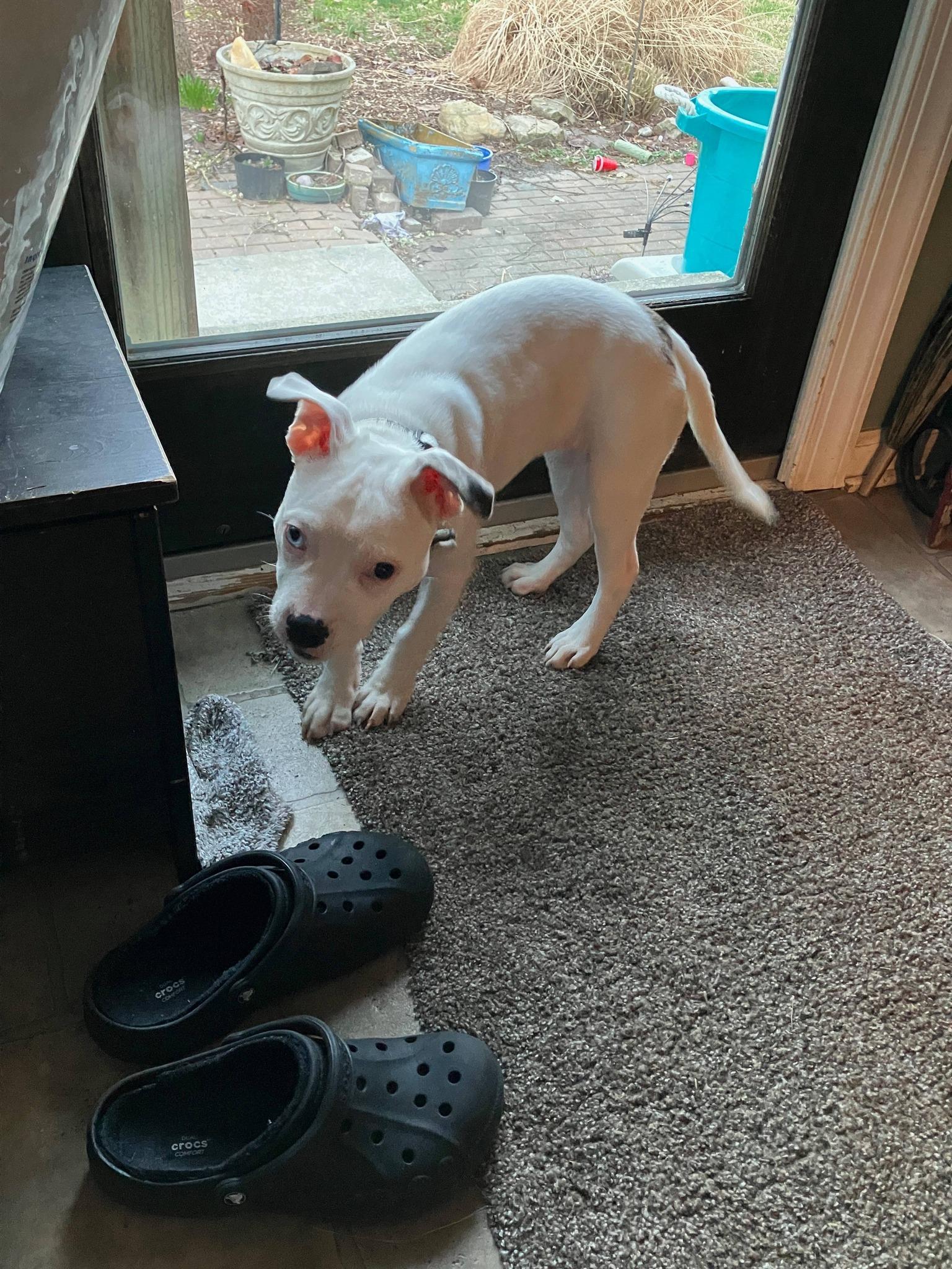 Enlarge Harley Quinn , a ADOPTABLE Pit Bull Terrier in Clayton, NJ image 3/3