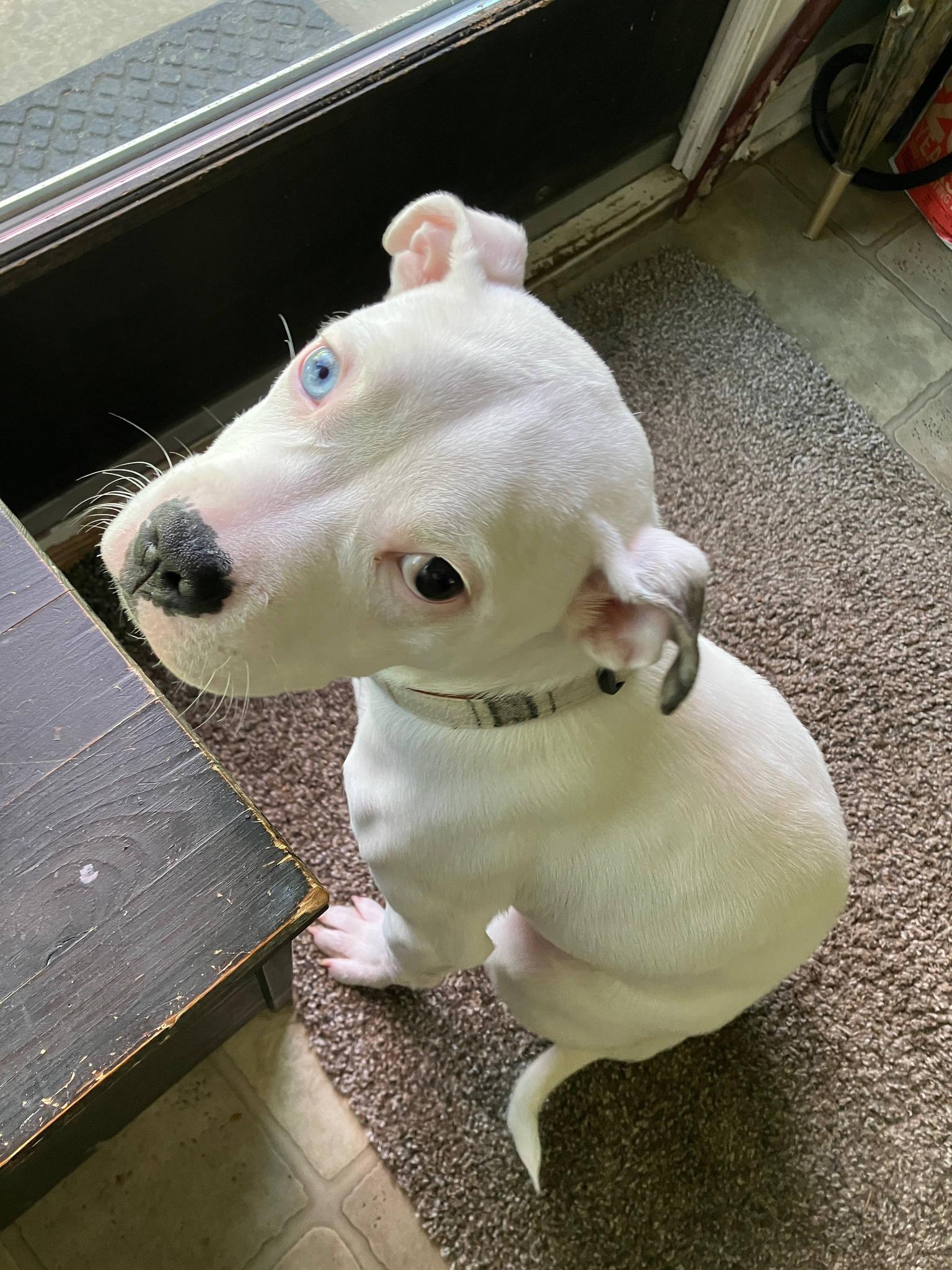 Enlarge Harley Quinn , a ADOPTABLE Pit Bull Terrier in Clayton, NJ image 2/3