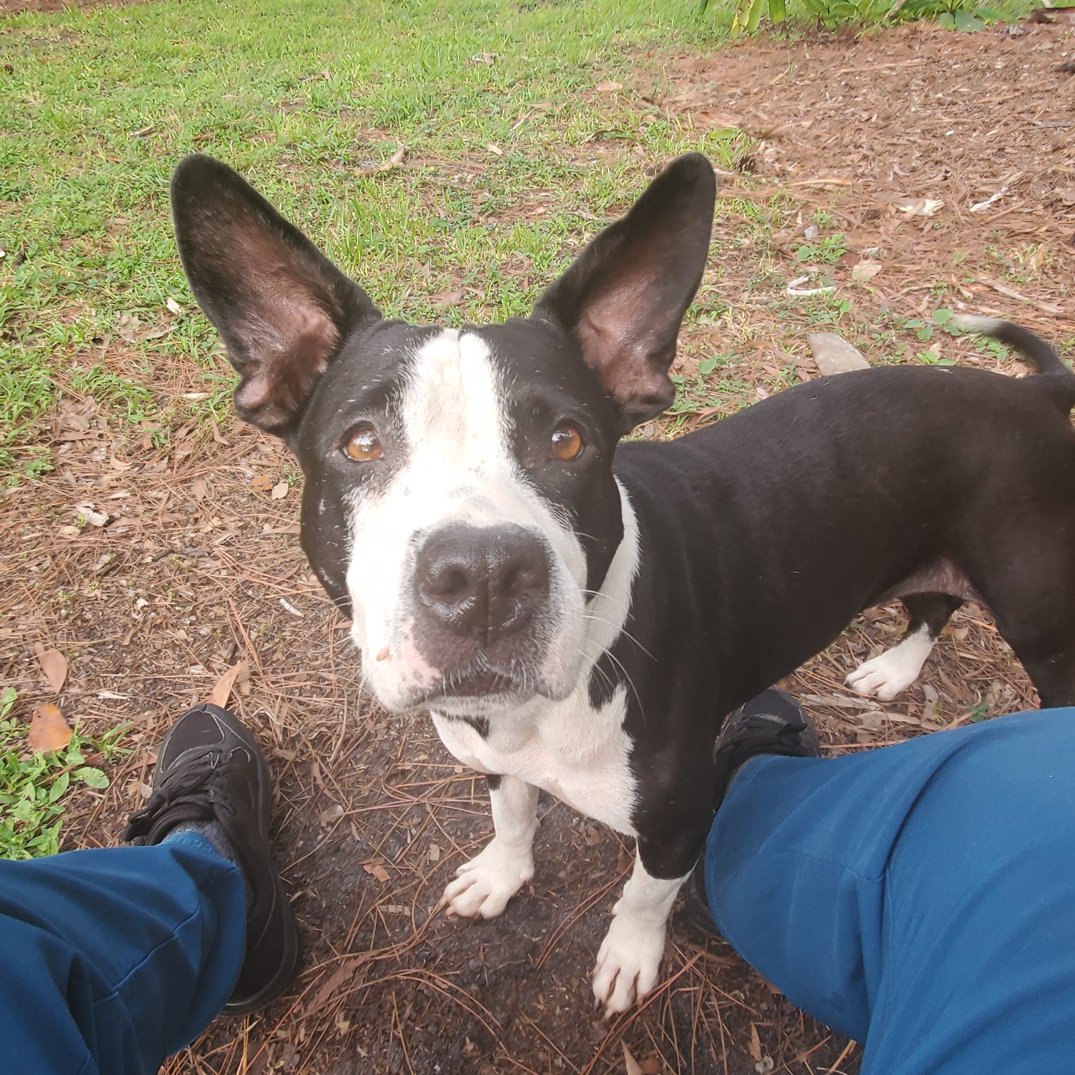 Mona Lisa BEST EARS AWARD!!, Adoptable, Adult Female Pit Bull Terrier.