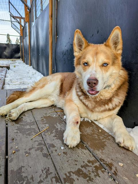 DIEGO, Adoptable, Adult Male Siberian Husky.