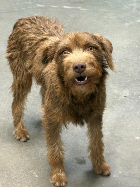 Wren, Adoptable, Young Female Terrier.