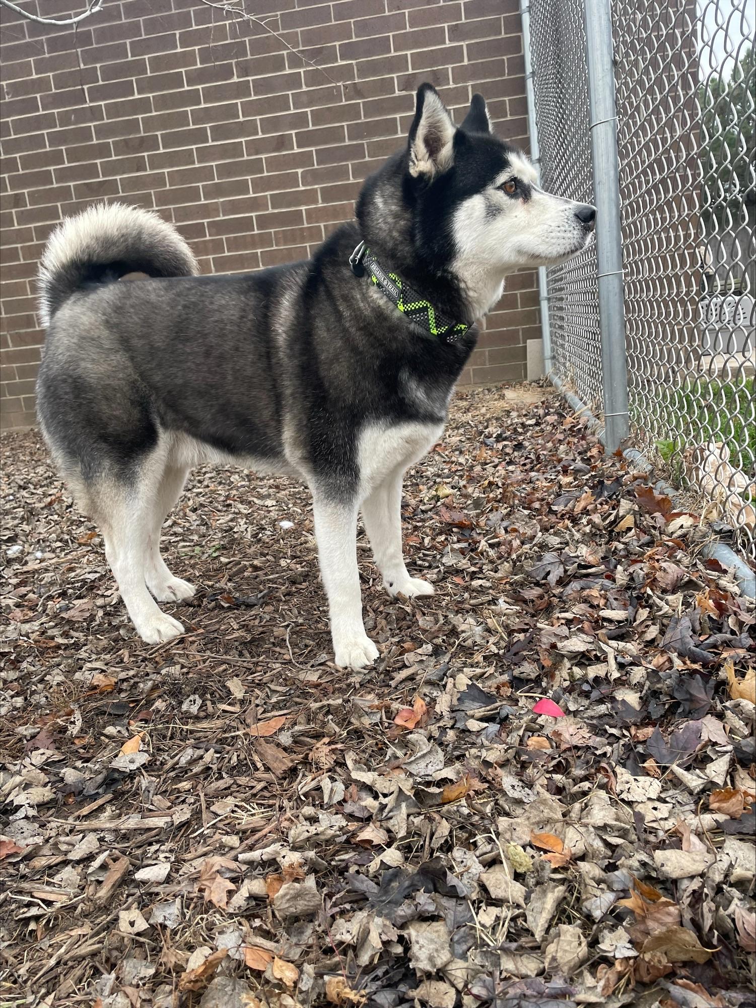 Enlarge Kona, an adopted Siberian Husky in Yorkville, IL image 1/2