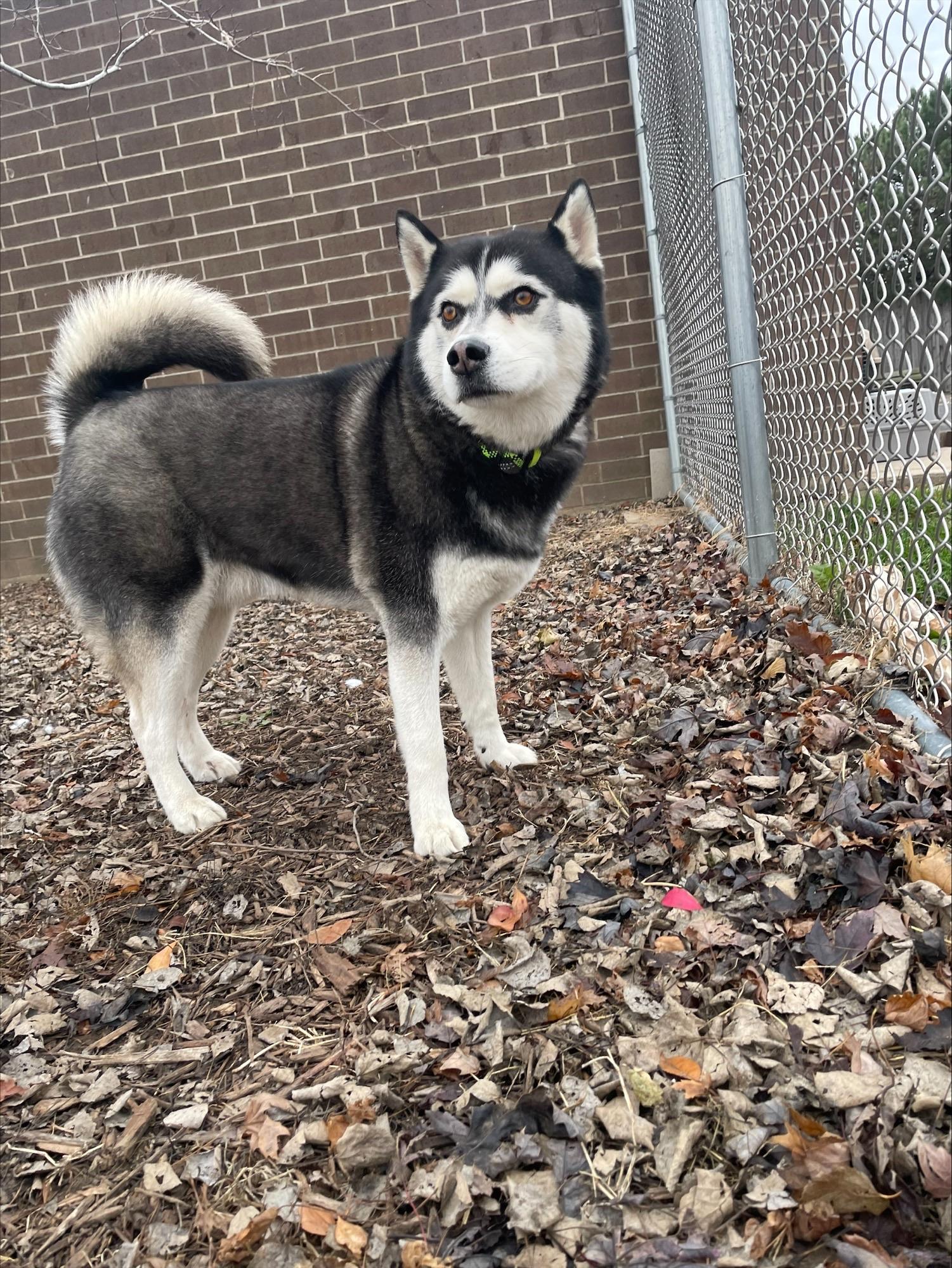 Enlarge Kona, an adopted Siberian Husky in Yorkville, IL image 2/2