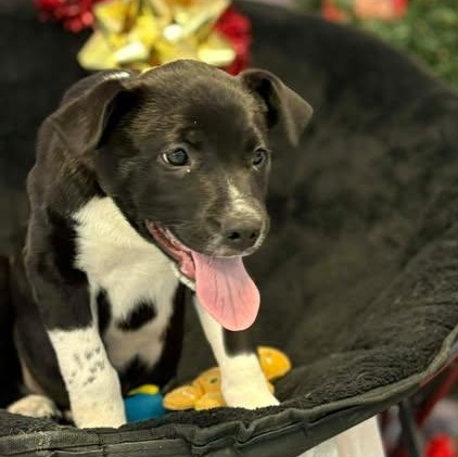 Comet, a ADOPTABLE mixed breed in Bardstown, KY image 1/6