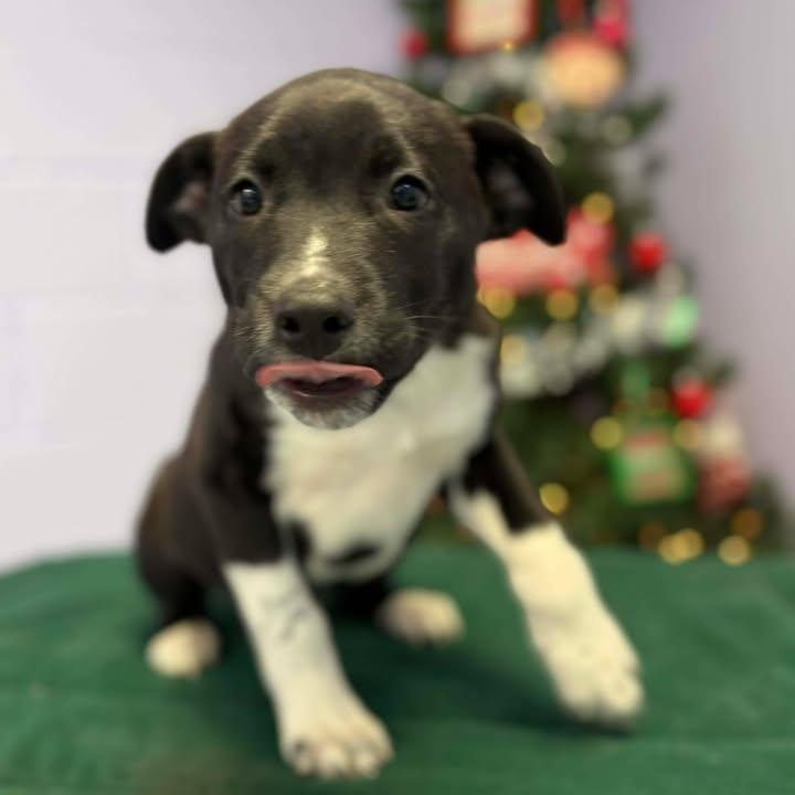 Comet, a ADOPTABLE mixed breed in Bardstown, KY image 2/6