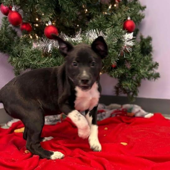 Comet, a ADOPTABLE mixed breed in Bardstown, KY image 3/6