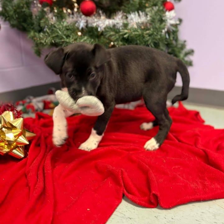 Comet, a ADOPTABLE mixed breed in Bardstown, KY image 4/6