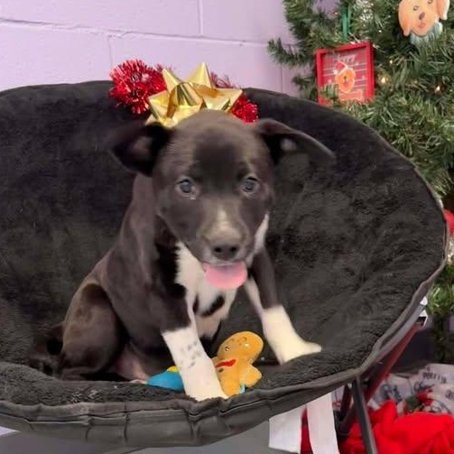 Comet, a ADOPTABLE mixed breed in Bardstown, KY image 5/6