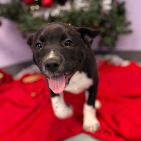 Comet, a ADOPTABLE mixed breed in Bardstown, KY image 6/6