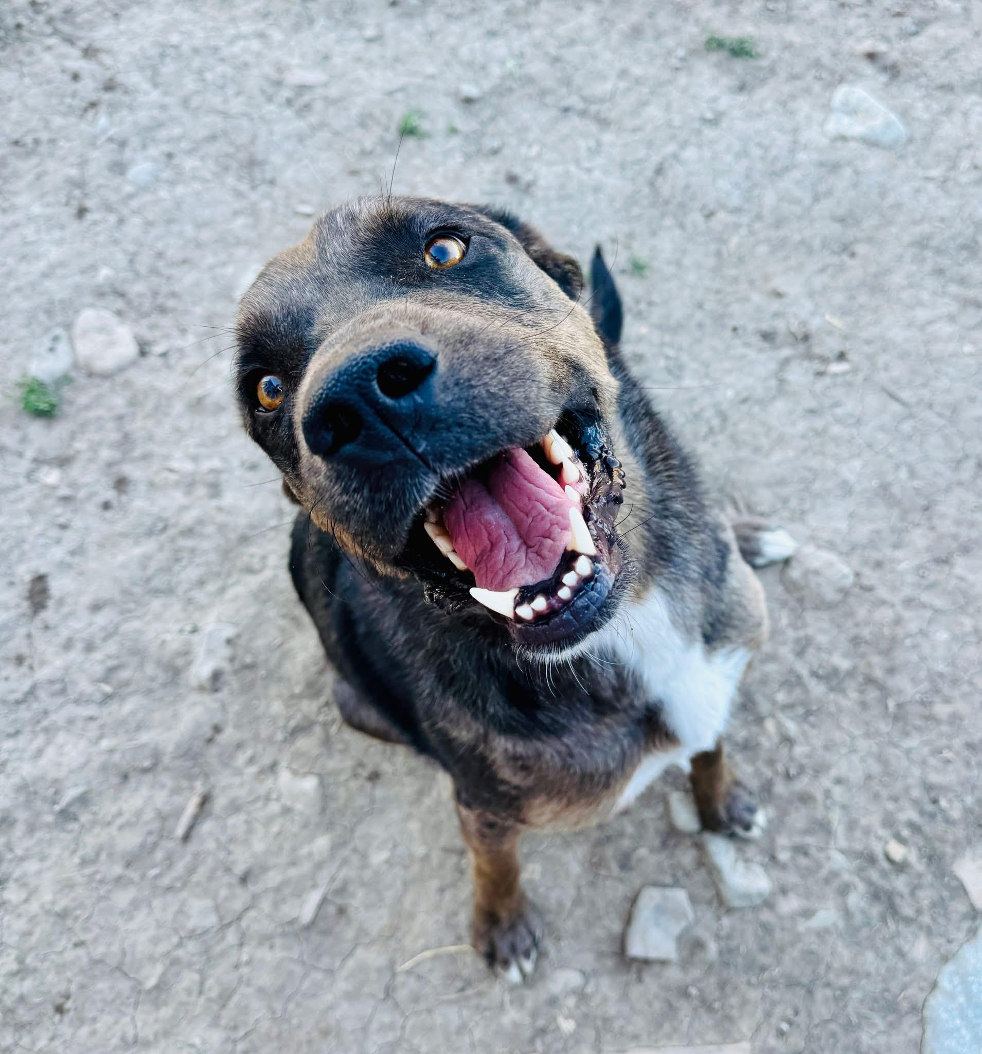 Duke, an adoptable Mixed Breed in Wilsall, MT, 59086 | Photo Image 1