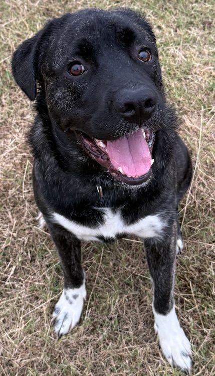 Enlarge Hank, a Adoptable mixed breed in Larkspur, CO image 1/4